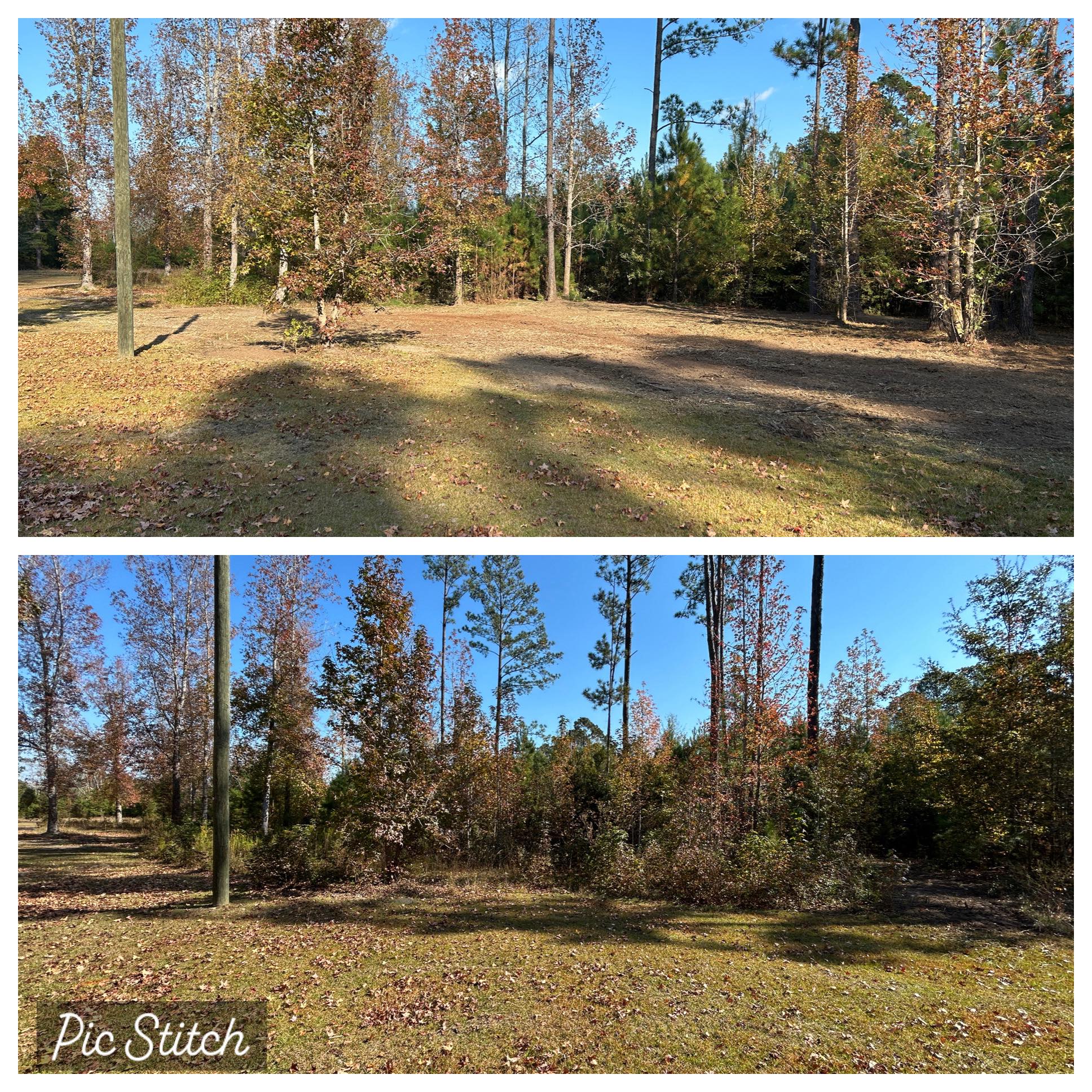 Before and after forestry mulching in the Savannah area